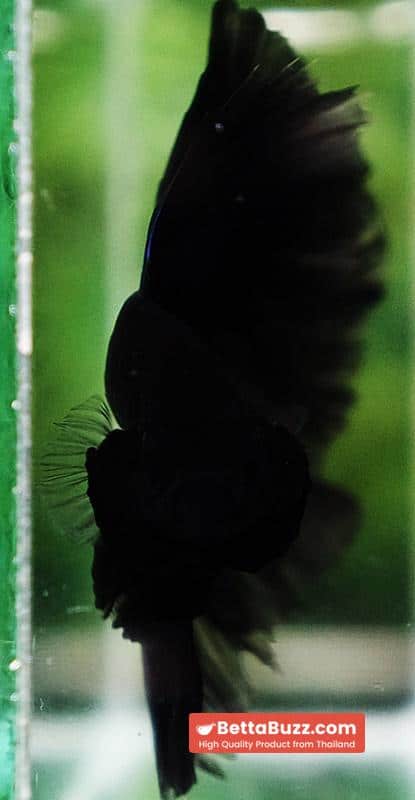 Betta fish Black Blue Light Hawk HM - Image 8