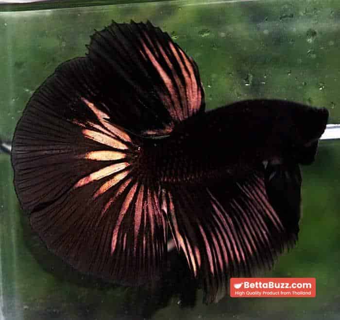 Betta fish HM Shadow Black Gold Series (Rare) - Image 2