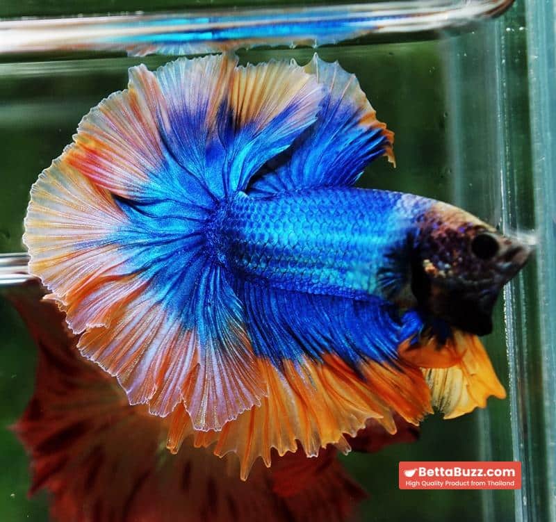 Betta fish OHM Rosetail Grizle Mustard Butterfly - Image 4