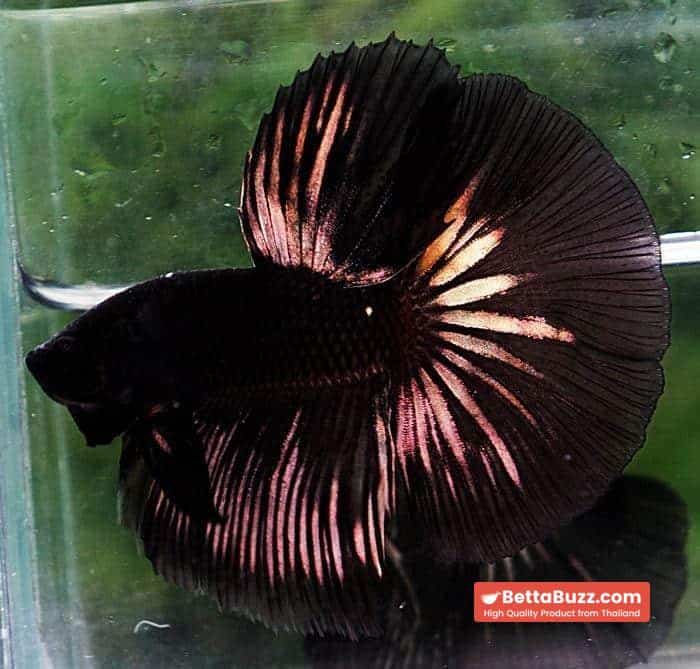 Betta fish HM Shadow Black Gold Series (Rare) - Image 6