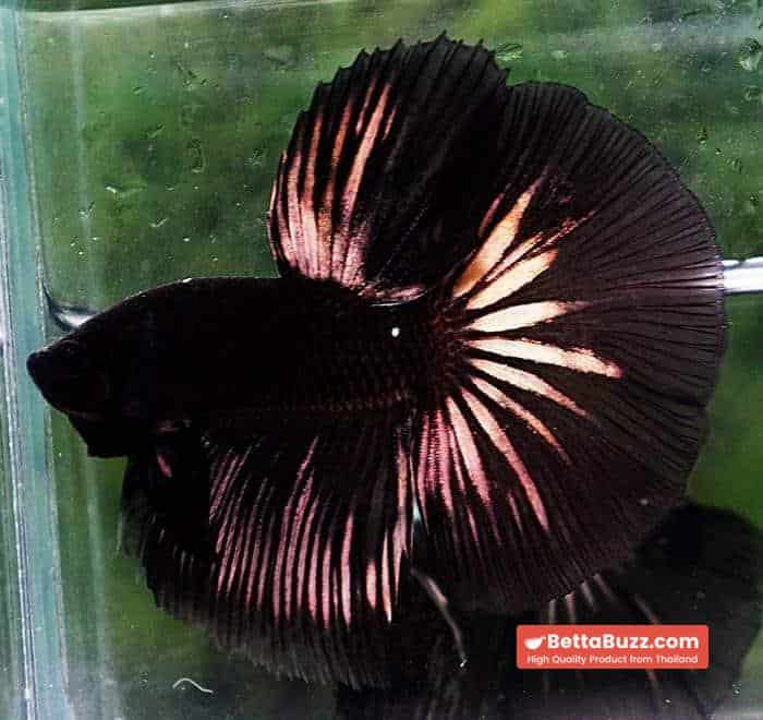 Betta fish HM Shadow Black Gold Series (Rare) - Image 3