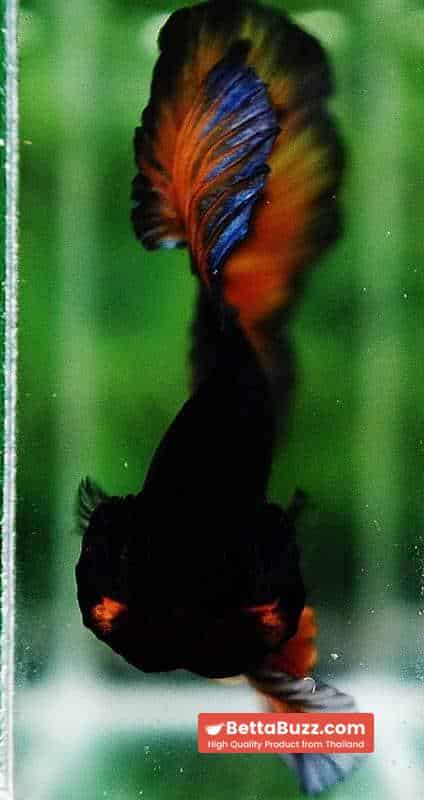 Betta fish OHM Iron Steel Mustard Gas Sky Hawk - Image 7