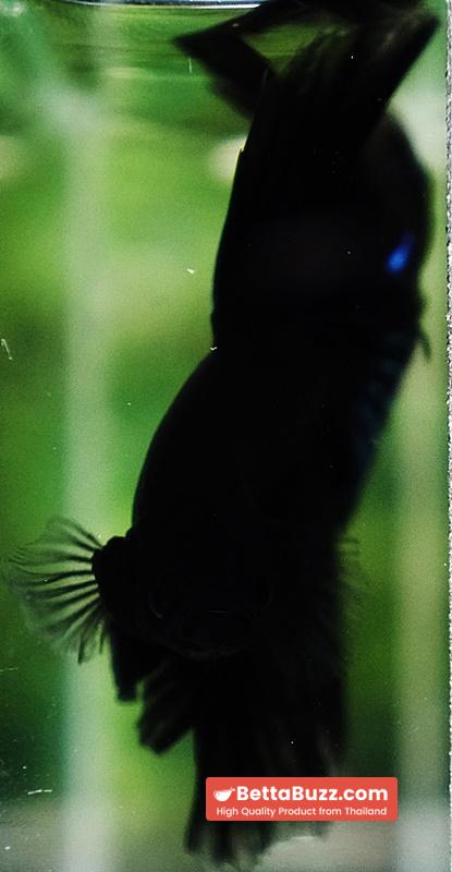 Betta fish Black Blue Light Hawk HM - Image 9