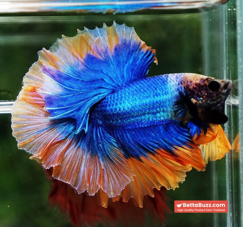 Betta fish OHM Rosetail Grizle Mustard Butterfly - Image 6