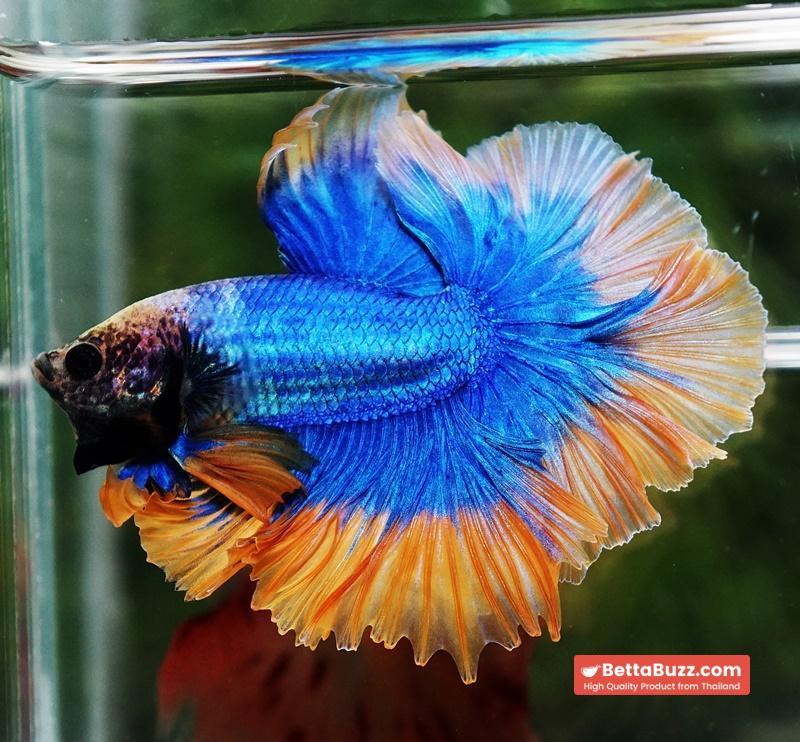 Betta fish OHM Rosetail Grizle Mustard Butterfly - Image 5