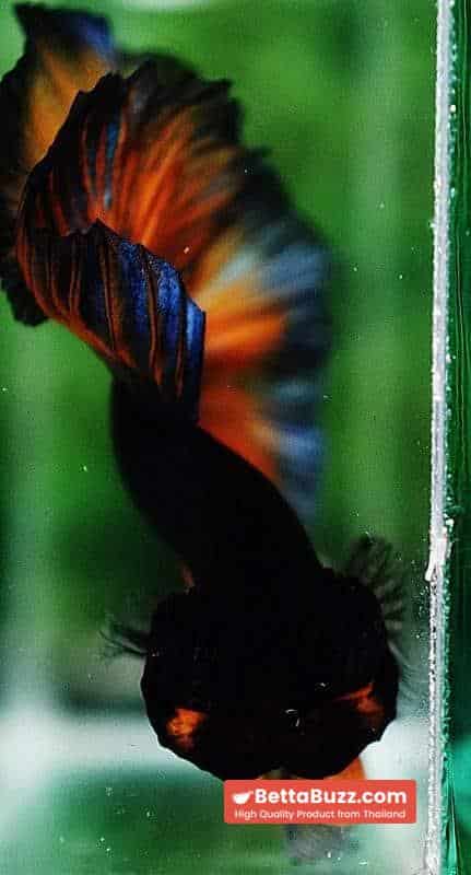 Betta fish OHM Iron Steel Mustard Gas Sky Hawk - Image 8