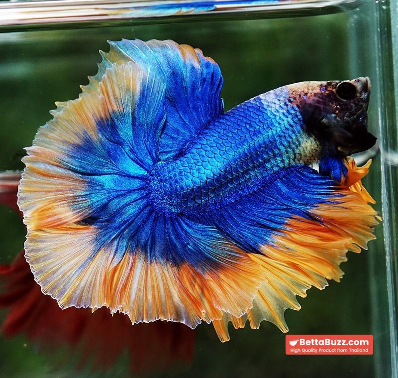 Betta fish OHM Rosetail Grizle Mustard Butterfly - Image 2