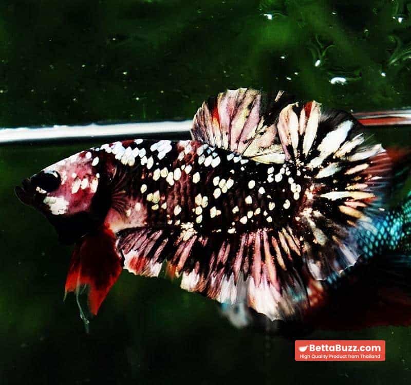 Betta fish HMPK The Dark Nebula (Rare & Comp Grade) - Image 2