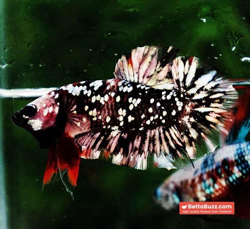 Betta fish HMPK The Dark Nebula (Rare & Comp Grade) - Image 4