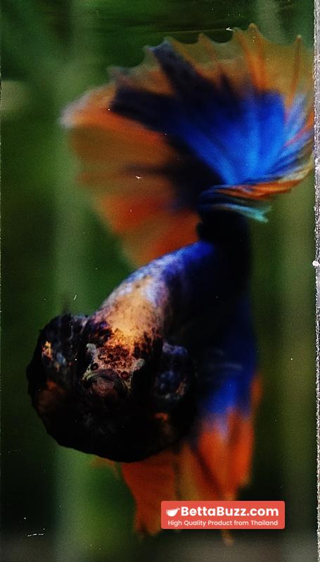 Betta fish OHM Rosetail Grizle Mustard Butterfly - Image 7