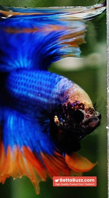 Betta fish OHM Rosetail Grizle Mustard Butterfly - Image 8