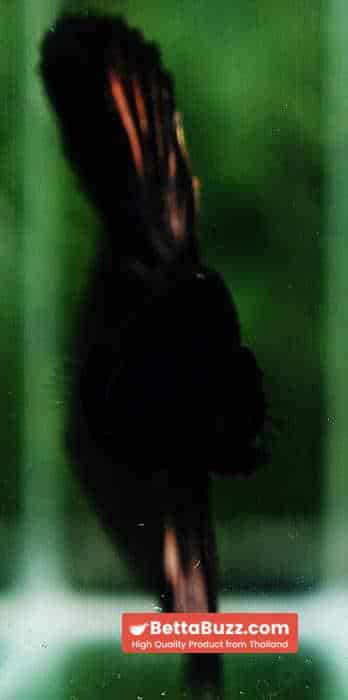 Betta fish HM Shadow Black Gold Series (Rare) - Image 8