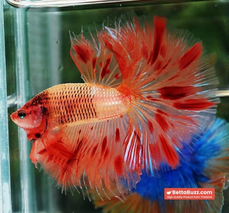 Betta fish OHM Amageddon Meteor Black Net - Image 5