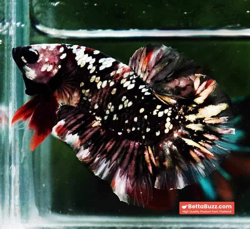 Betta fish HMPK The Dark Nebula (Rare & Comp Grade) - Image 6
