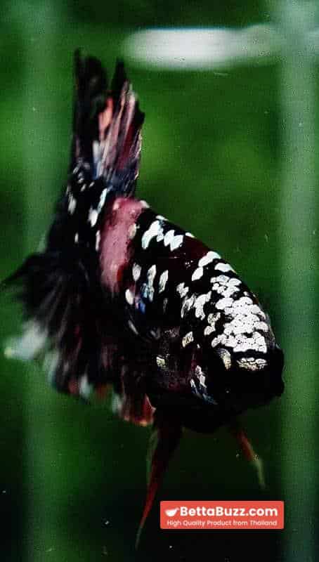 Betta fish HMPK The Dark Nebula (Rare & Comp Grade) - Image 7