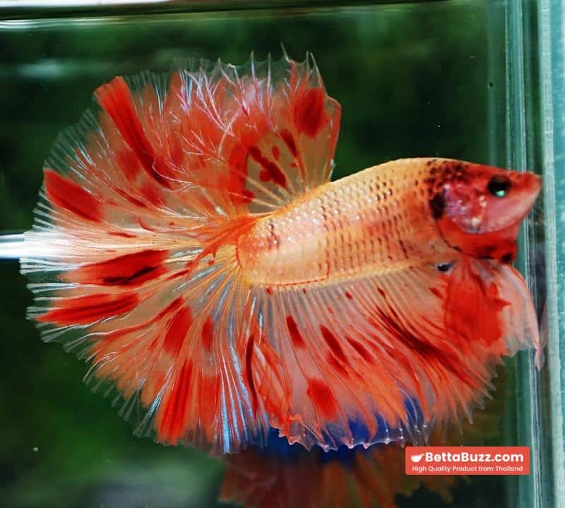 Betta fish OHM Amageddon Meteor Black Net - Image 3