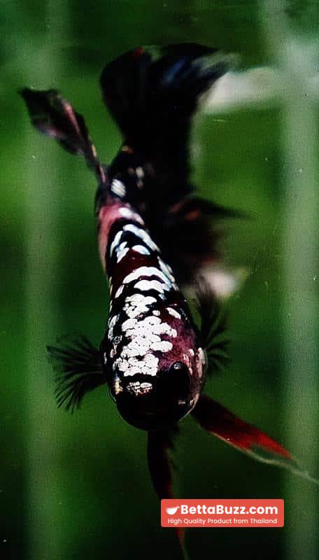 Betta fish HMPK The Dark Nebula (Rare & Comp Grade) - Image 8