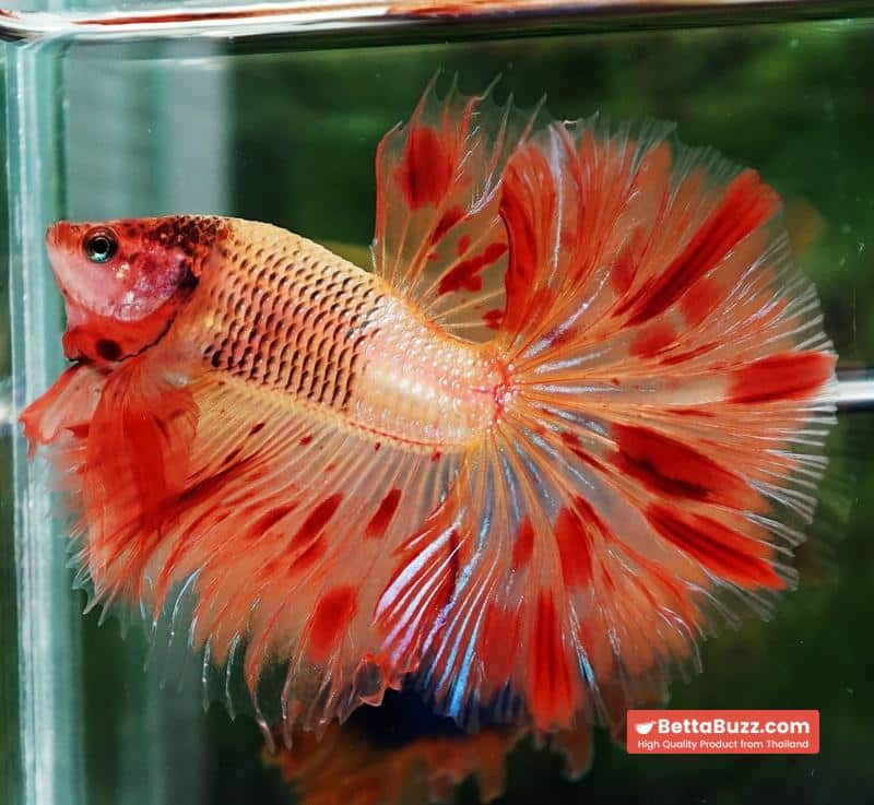 Betta fish OHM Amageddon Meteor Black Net - Image 2