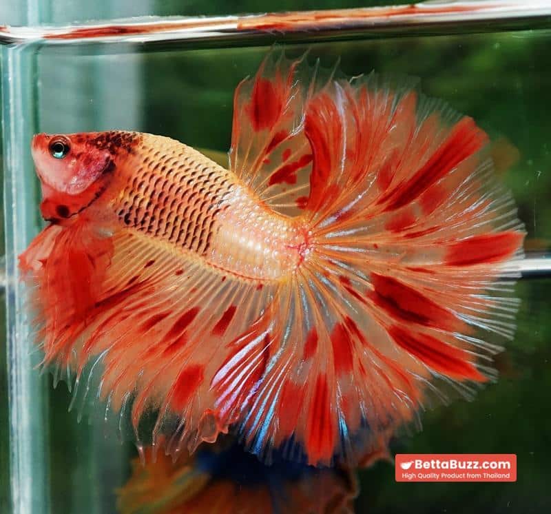 Betta fish OHM Amageddon Meteor Black Net - Image 4