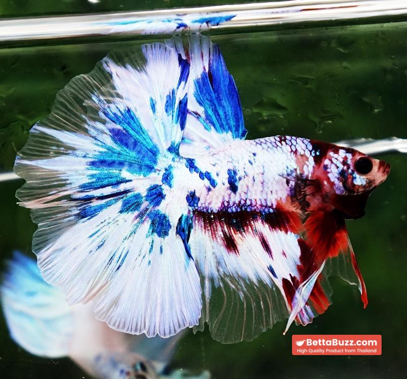 Betta fish OHM Fancy Marble Koi - Image 5