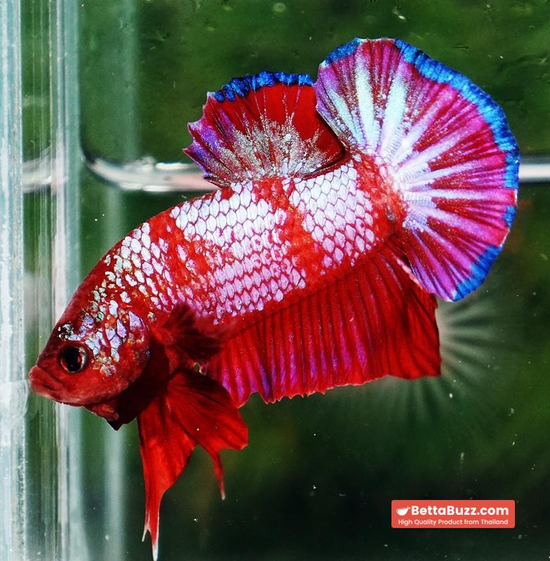 Betta fish HMPK Fancy Red Zebra (Rare) - Image 4