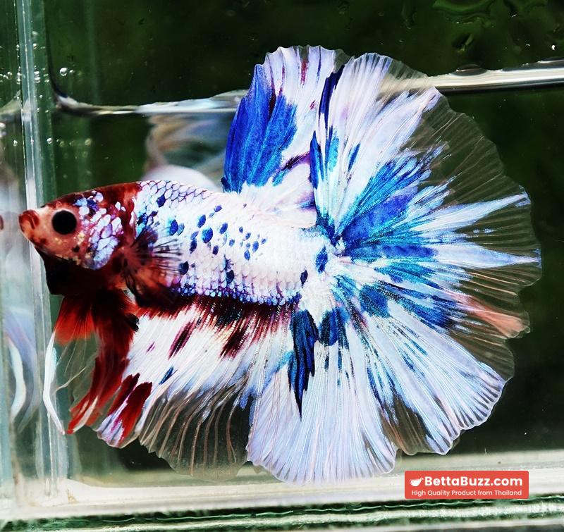 Betta fish OHM Fancy Marble Koi - Image 2