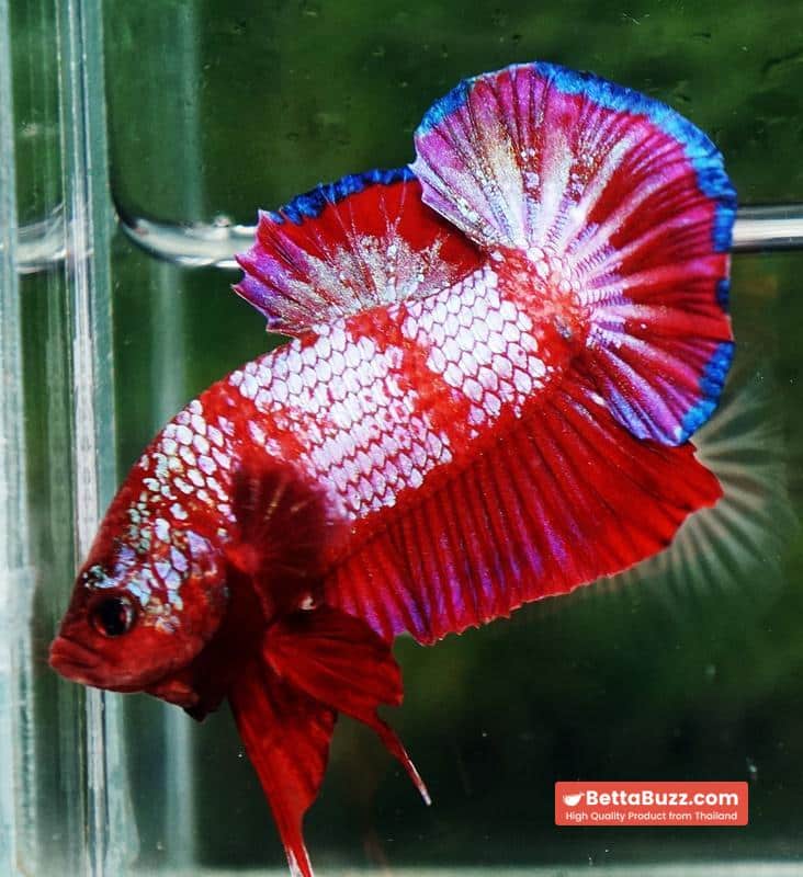 Betta fish HMPK Fancy Red Zebra (Rare) - Image 2