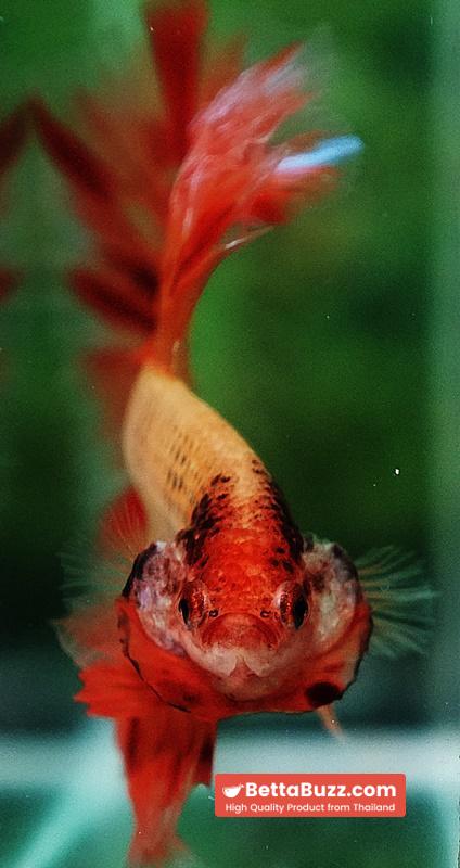 Betta fish OHM Amageddon Meteor Black Net - Image 6