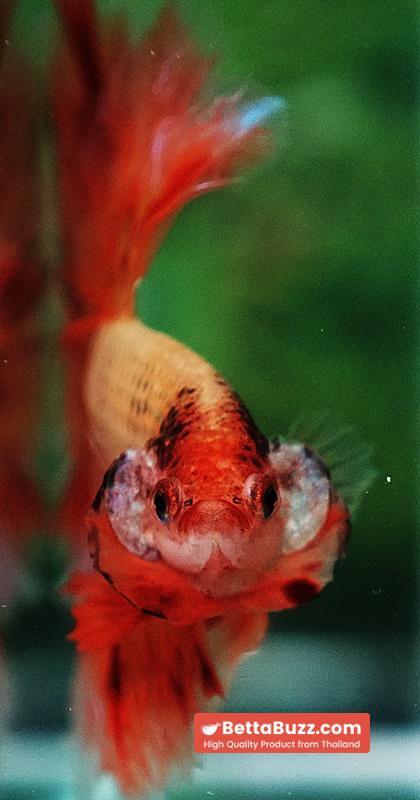 Betta fish OHM Amageddon Meteor Black Net - Image 7