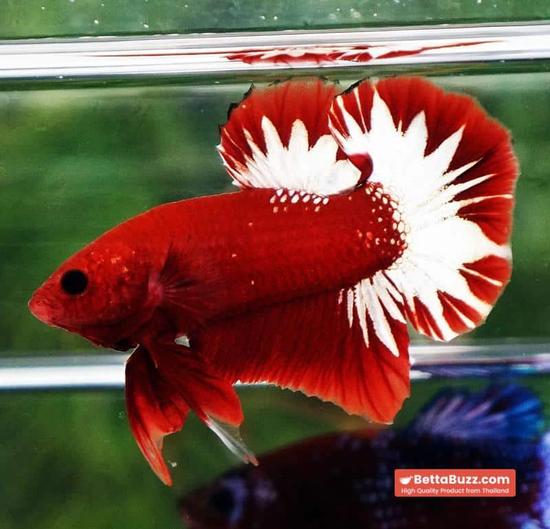 Betta fish HMPK Hell Boy Platinum Star - Image 5