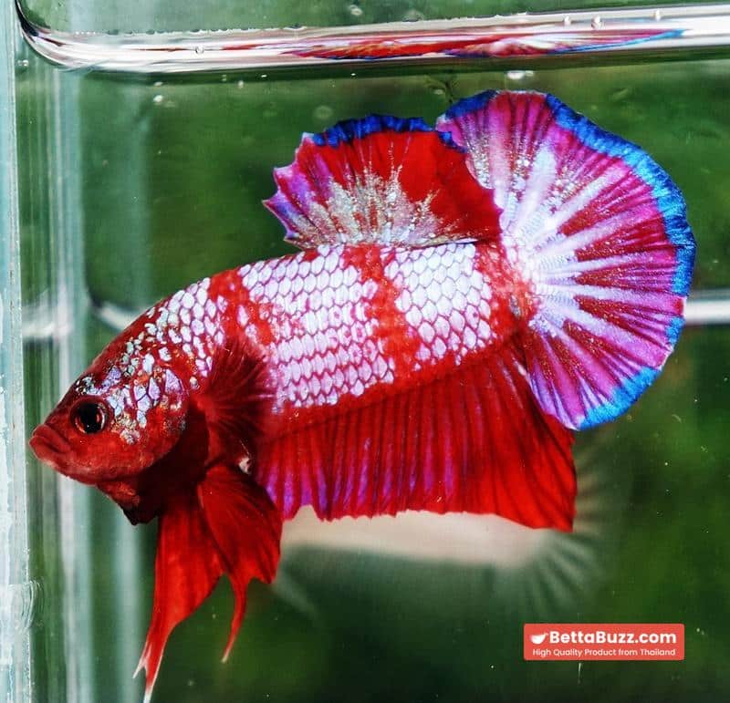Betta fish HMPK Fancy Red Zebra (Rare) - Image 6