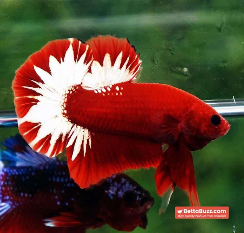 Betta fish HMPK Hell Boy Platinum Star - Image 4