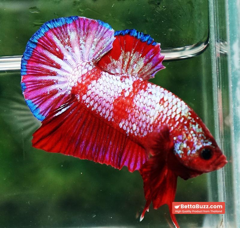 Betta fish HMPK Fancy Red Zebra (Rare) - Image 3