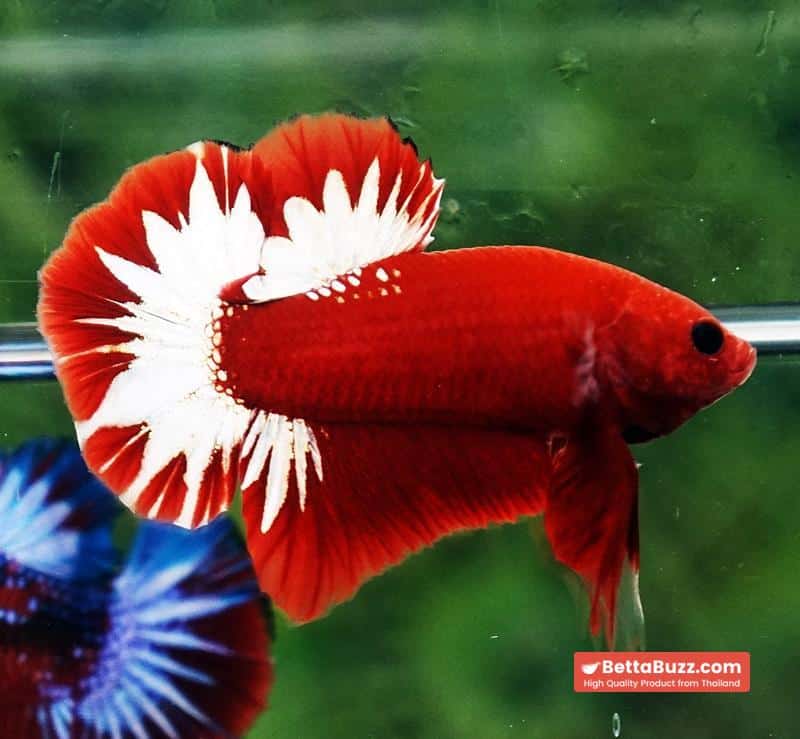 Betta fish HMPK Hell Boy Platinum Star - Image 6