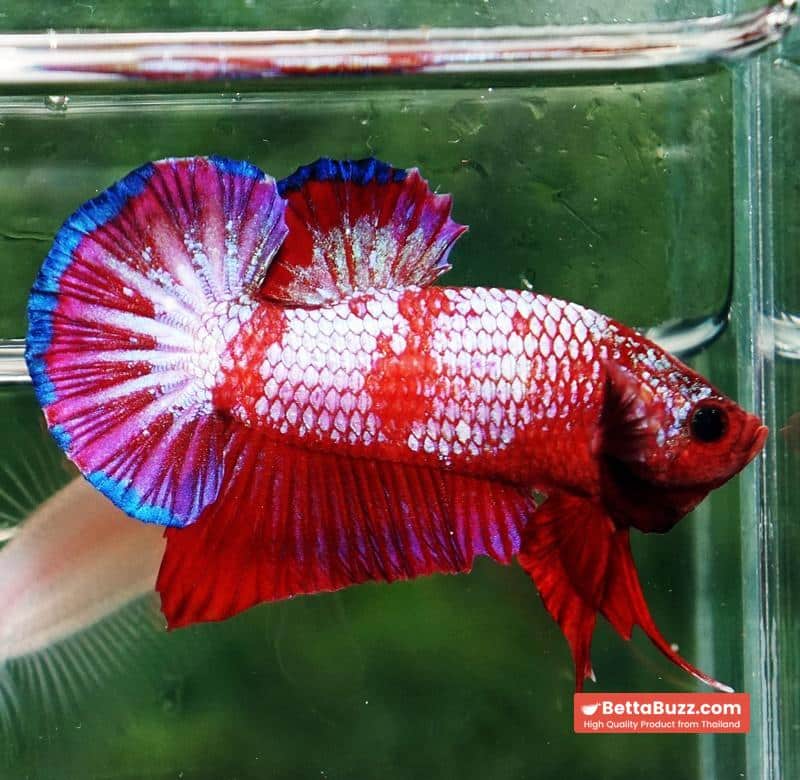 Betta fish HMPK Fancy Red Zebra (Rare) - Image 5