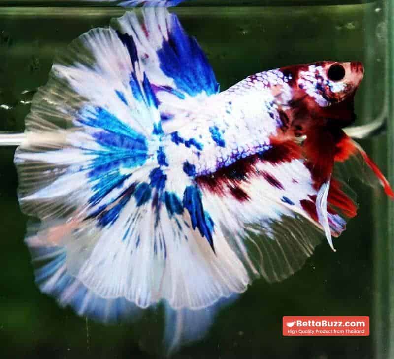 Betta fish OHM Fancy Marble Koi - Image 3