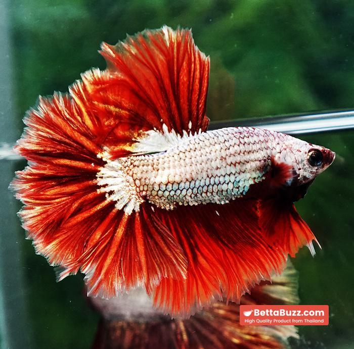 Betta fish OHM Red Dragon Rose tail Sky Hawk - Image 6