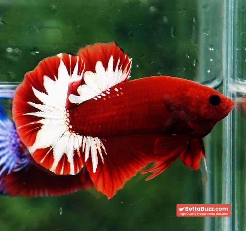 Betta fish HMPK Hell Boy Platinum Star - Image 2