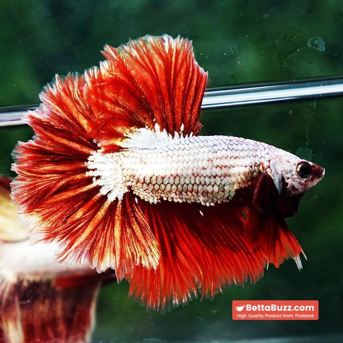 Betta fish OHM Red Dragon Rose tail Sky Hawk - Image 4