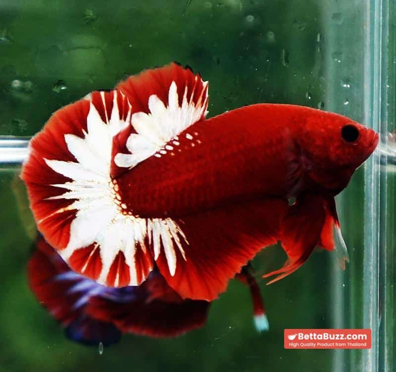 Betta fish HMPK Hell Boy Platinum Star - Image 7