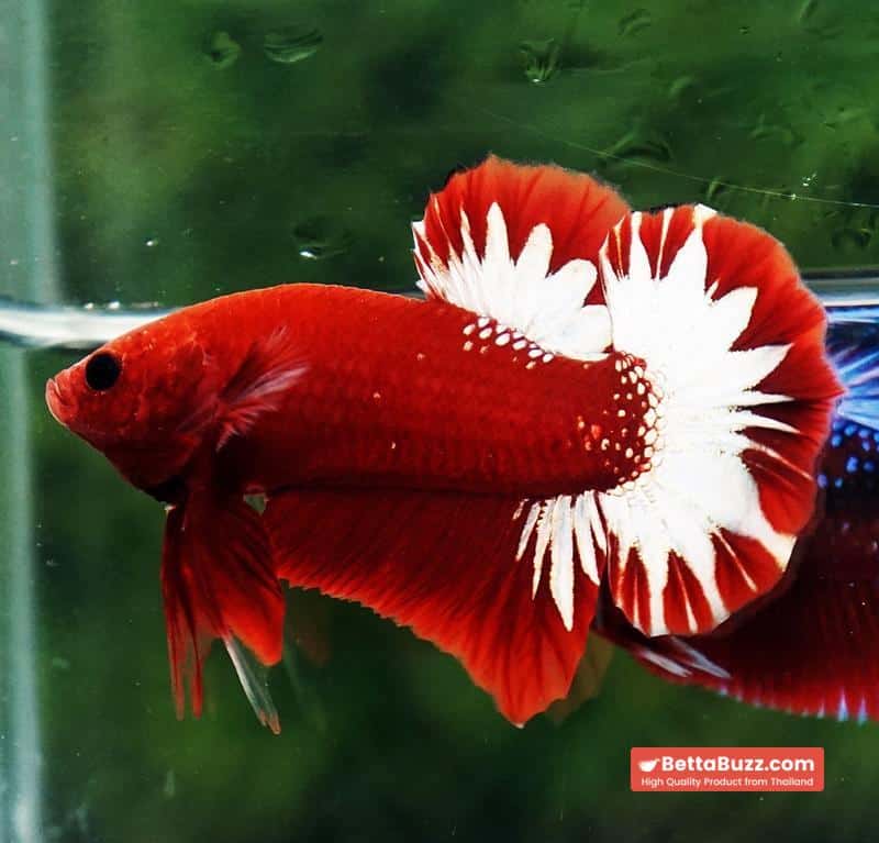 Betta fish HMPK Hell Boy Platinum Star - Image 3