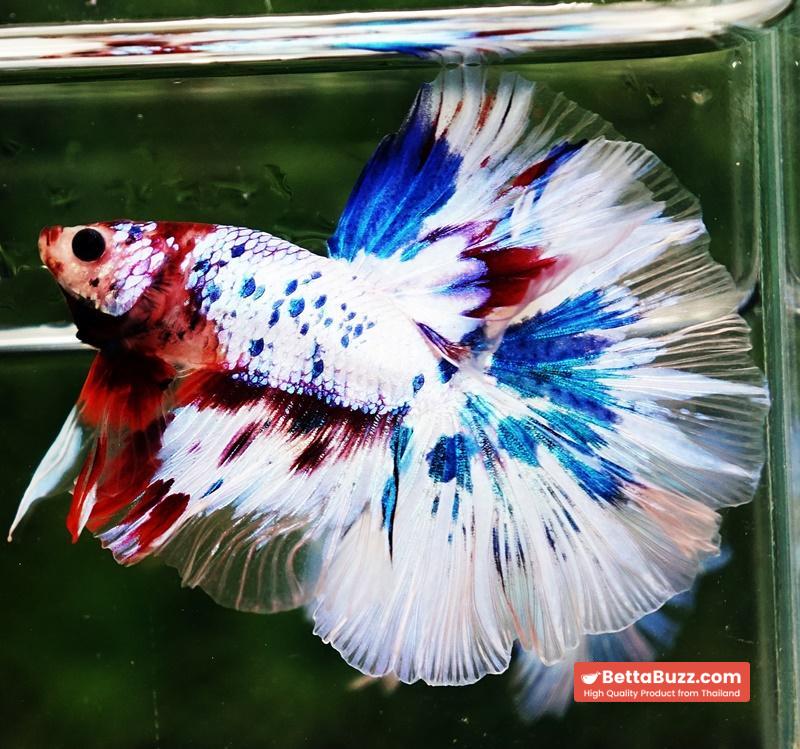 Betta fish OHM Fancy Marble Koi - Image 4
