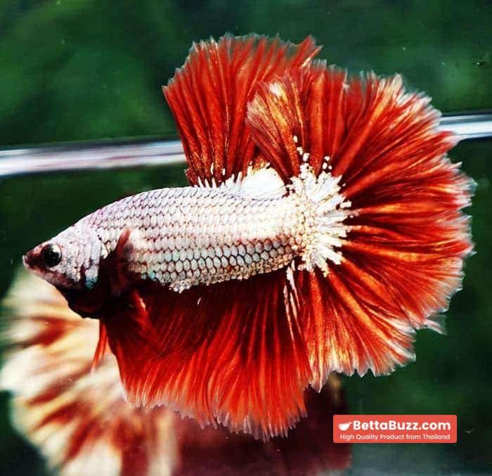 Betta fish OHM Red Dragon Rose tail Sky Hawk - Image 3