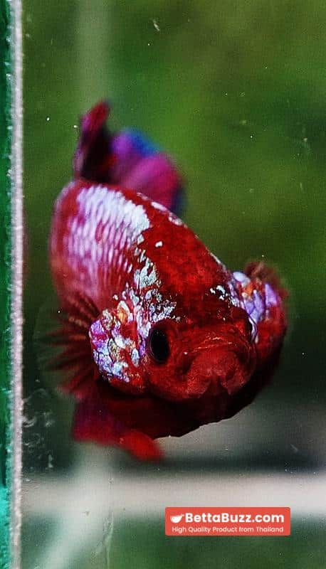 Betta fish HMPK Fancy Red Zebra (Rare) - Image 8