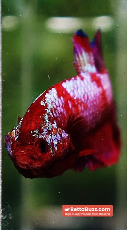 Betta fish HMPK Fancy Red Zebra (Rare) - Image 7