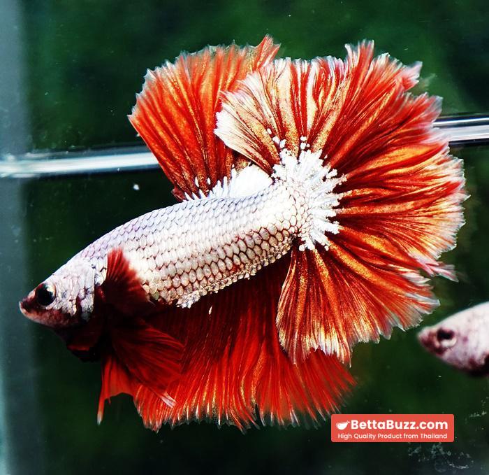 Betta fish OHM Red Dragon Rose tail Sky Hawk - Image 5