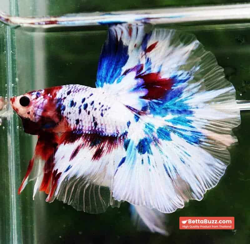 Betta fish OHM Fancy Marble Koi - Image 6