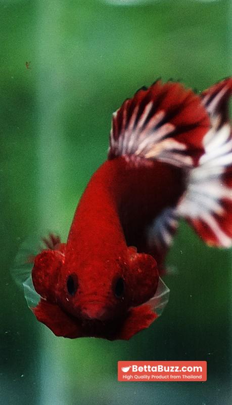 Betta fish HMPK Hell Boy Platinum Star - Image 8