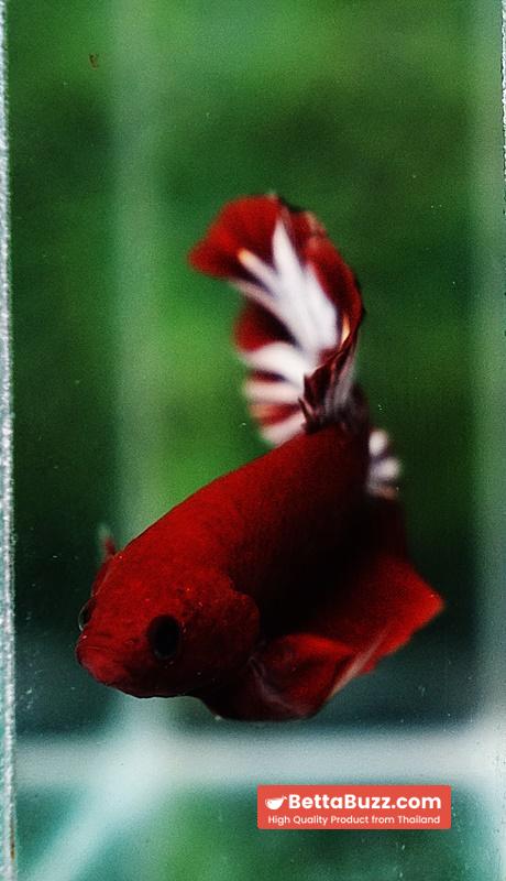 Betta fish HMPK Hell Boy Platinum Star - Image 9