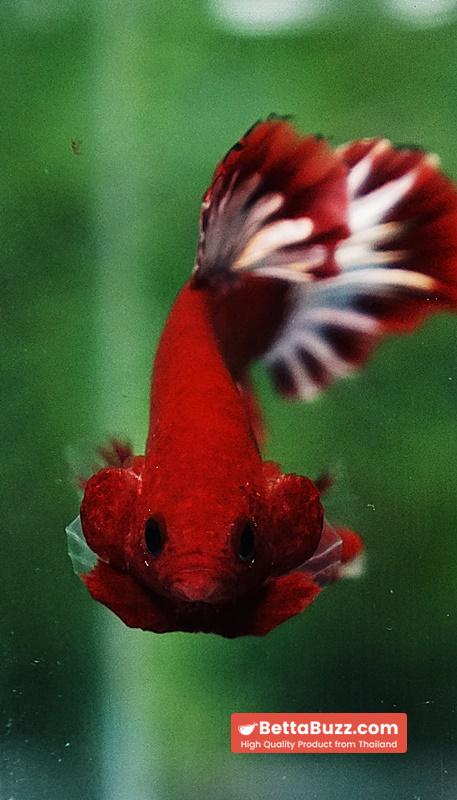 Betta fish HMPK Hell Boy Platinum Star - Image 10